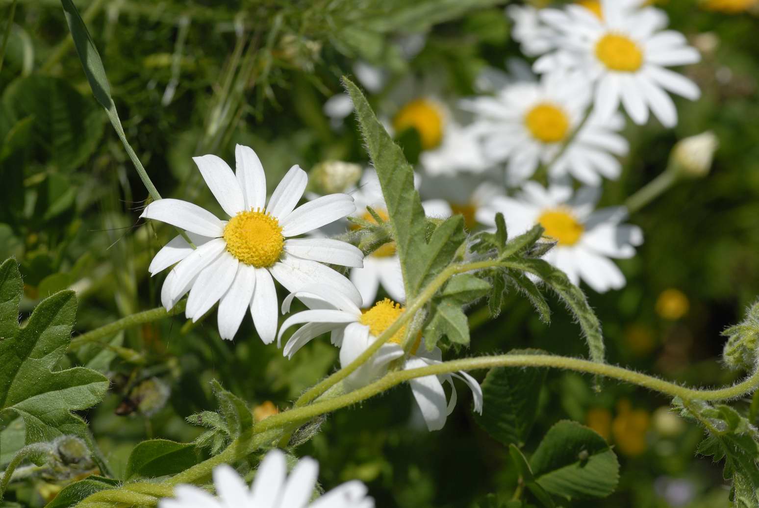 Anthemis cotula ???